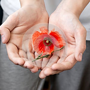 Red poppy flower in hands closeup. Symbol of remembrance, hope, flander poppy photo