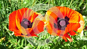 Red Poppy Flower Head close up of petal. Poppies in the meadow wild poppy field, swinging by wind. Macro. Close-up of