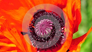 Red poppy flower head close up of petal. Poppies in the meadow wild poppy field, swinging by wind. Macro. close-up of