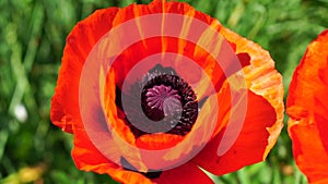 Red Poppy Flower Head close up of petal. Poppies in the meadow wild poppy field, swinging by wind. Macro. Close-up of