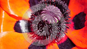 Red Poppy Flower Head close up of petal. Poppies in the meadow wild poppy field, swinging by wind. Macro. Close-up of