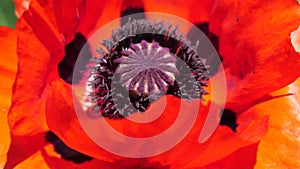 Red Poppy Flower Head close up of petal. Poppies in the meadow wild poppy field, swinging by wind. Macro. Close-up of
