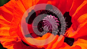 Red poppy flower head close up of petal. Poppies in the meadow wild poppy field, swinging by wind. Macro. close-up of