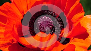 Red poppy flower head close up of petal. Poppies in the meadow wild poppy field, swinging by wind. Macro. close-up of