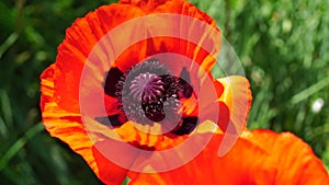 Red Poppy Flower Head close up of petal. Poppies in the meadow wild poppy field, swinging by wind. Macro. Close-up of