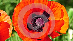 Red Poppy Flower Head close up of petal. Poppies in the meadow wild poppy field, swinging by wind. Macro. Close-up of