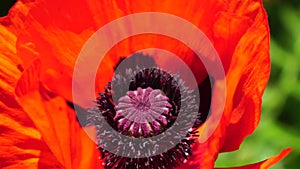 Red poppy flower head close up of petal. Poppies in the meadow wild poppy field, swinging by wind. Macro. Close-up of