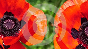 Red Poppy Flower Head close up of petal. Poppies in the meadow wild poppy field, swinging by wind. Macro. Close-up of