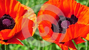 Red Poppy Flower Head close up of petal. Poppies in the meadow wild poppy field, swinging by wind. Macro. Close-up of