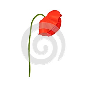 Red Poppy flower head and stem. Side view. Anzac. Flat sketch style. Bud flagging down