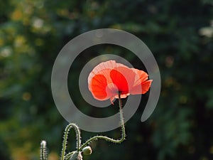 Red poppy flower photo