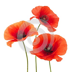 Red poppy flower isolated on a white