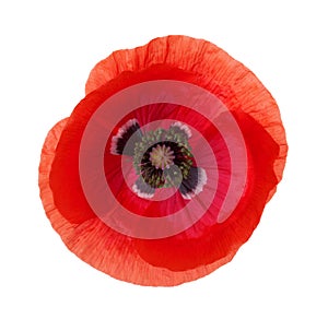 Red Poppy flower isolated on white background