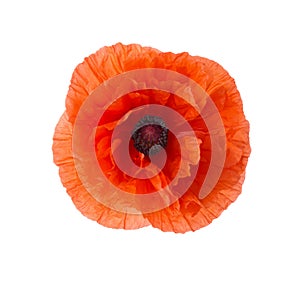 Red Poppy flower isolated on white background