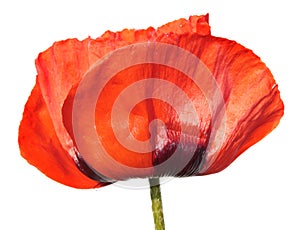 Red poppy flower isolated on white background