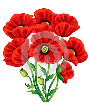 Red Poppy Flower isolated on white background. Vector red romantic poppy flowers and grass. red poppies. red flower. flourish flow