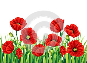 Red Poppy Flower isolated on white background. Vector red romantic poppy flowers and grass. red poppies. red flower. flourish flow