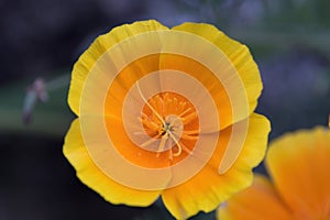 red poppy flower macro