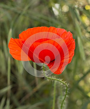 Red poppy flower macro
