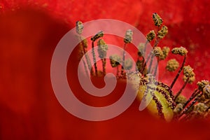 Red poppy flower macro detail garden botany