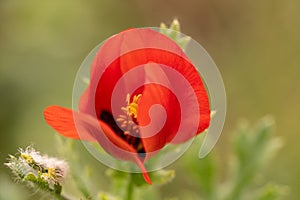 Red poppy flower macro, field poppy close up