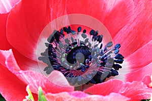 Red poppy flower macro photo