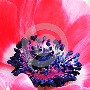 Red poppy flower macro photo