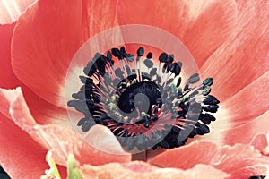Red poppy flower macro photo in vintage style