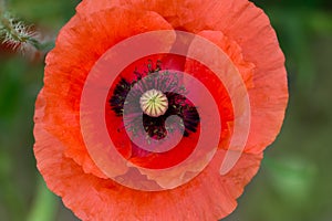 Red poppy flower macro selective focus