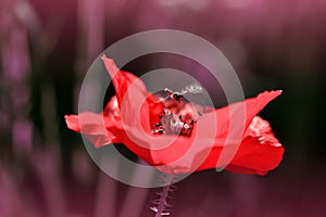 Red poppy flower with Marmalade Hoverfly  Episyrphus balteatus  on dark nature background.