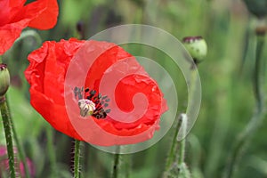 Red poppy flower on the meadow