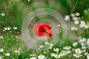 A red poppy in a flower meadow