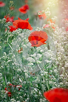 Red poppy flower in meadow