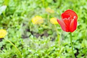 Red poppy flower at meadow with dandelions