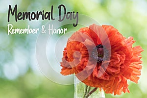 Red Poppy flower for Memorial Day Remember and Honor text