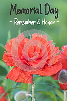 Red Poppy flower for Memorial Day Remember and Honor text photo