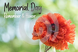 Red Poppy flower for Memorial Day Remember and Honor text photo