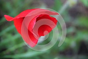 Red poppy flower nature klaproos photo