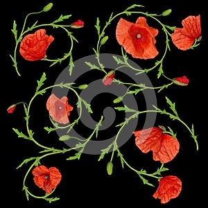 Red poppy flower ornament elements collection on black