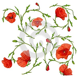 Red poppy flower ornament elements collection on white