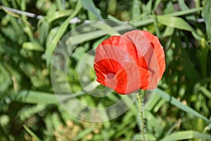 Red poppy flower outdoors photo