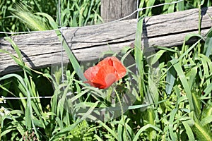 Red poppy flower outdoors color green photo