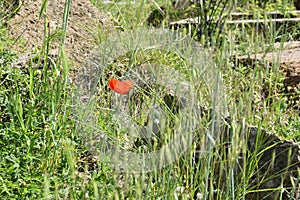 Red poppy flower outdoors color green photo