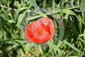 Red poppy flower outdoors color green photo