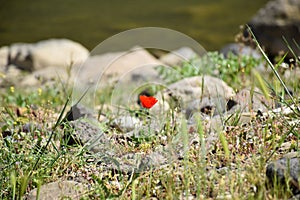 Red poppy flower outdoors and stone photo