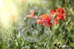 Red poppy flower  Papaver  close-up on a blurred natural green background in the sunlight. Flower in the meadow