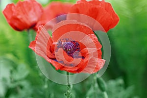 Red poppy flower or Papaver on the meadow, symbol of Remembrance Day or Poppy Day