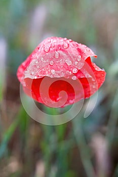 Red poppy flower with raindrops