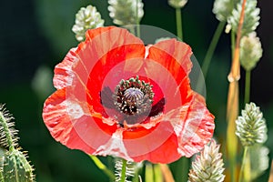 Red poppy flower, Papaver rhoeas, with canary grass.