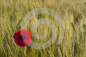 Red poppy flower, Papaver rhoeas, in a cereal